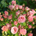 Opis i karakteristike sorti ruža Lydia, sadnja i njega