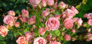 Mô tả và đặc điểm các giống hoa hồng Lydia, cách trồng và chăm sóc