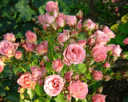 Popis a charakteristika odrůd odrůd růží Lydia, pěstování a péče