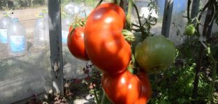 Descripción de la variedad de tomate Gigant Novikova, revisiones y rendimiento.