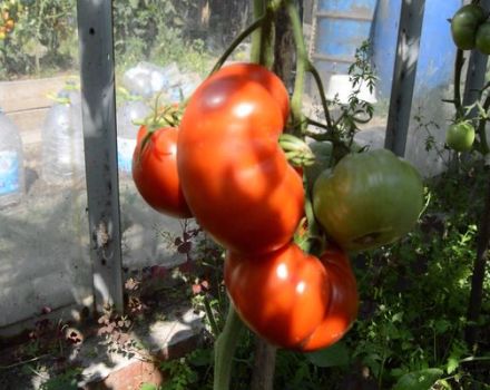 Beschrijving van de tomatensoort Gigant Novikova, beoordelingen en opbrengst