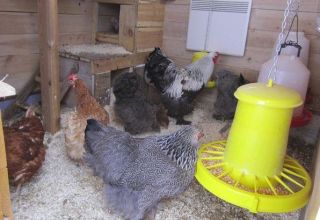 Je besser und billiger ein Hühnerstall im Winter zu heizen ist, desto besser ist die Wahl einer Heizung