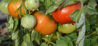 Beschrijving van de vroege variëteit van tomaat Kapitan en zijn kenmerken