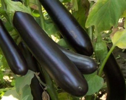 Description of the eggplant variety Ilya Muromets, its characteristics and yield