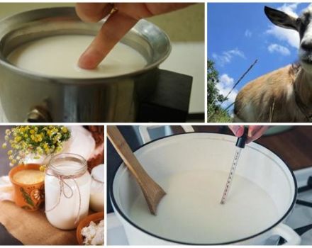 Är det nödvändigt och hur länge man kokar getmjölk, regler för lagring av produkter
