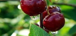 Vyšnių veislės „Zhukovskaya“ aprašymas, vaisiaus savybės, derlius ir auginimas