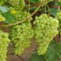 Description of the Laura grape variety and characteristics of fruiting, especially cultivation and care