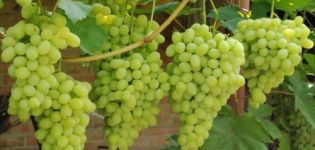 Descripción de la variedad de uva Laura y características de fructificación, especialmente cultivo y cuidado