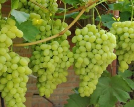 A Laura szőlőfajtájának és a termés jellemzőinek, különösen a termesztésnek és az ápolásnak a leírása