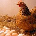 Perché i polli depongono le uova con gusci sottili e cosa fare, come nutrirsi