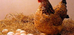 Warum Hühner Eier mit dünnen Schalen legen und was zu tun ist, wie man füttert