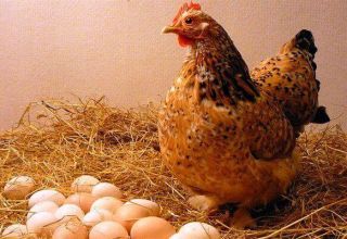Perché i polli depongono le uova con gusci sottili e cosa fare, come nutrirsi