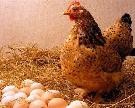 Per què les gallines ponen ous amb closques fines i què fer, com s’alimenten