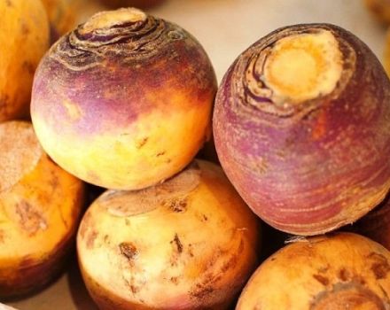 TOP 25 of the best varieties of turnips for open ground and winter storage, description and properties