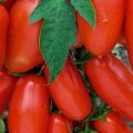 Eigenschaften und Beschreibung der Chibis-Tomatensorte