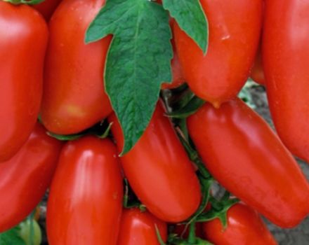 Charakterystyka i opis odmiany pomidora Chibis