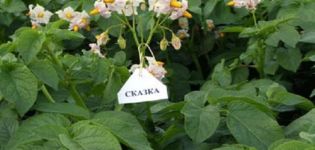 Kartupeļu šķirnes apraksts Pasaka, audzēšanas un kopšanas iezīmes