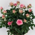 Descripción de la variedad de rosa Cordana, plantación y cuidado, reproducción en casa.
