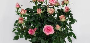 Descripció de la varietat de rosa Cordana, plantació i cura, reproducció a casa