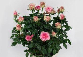 Description of the Cordana rose variety, planting and care, reproduction at home