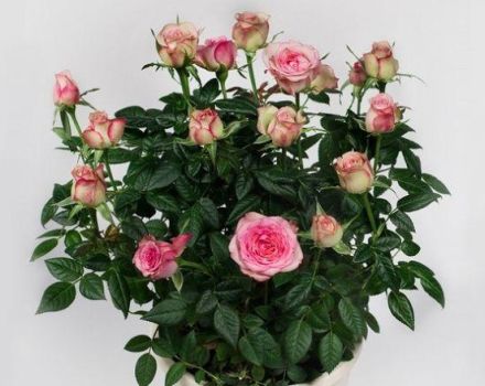 Descrizione della varietà di rosa Cordana, semina e cura, riproduzione a casa