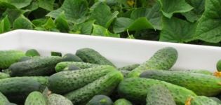 Beschrijving van de komkommer cultivar Cedric f1, zijn kenmerken en opbrengst