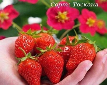 Toskānas zemeņu šķirnes apraksts un īpašības, audzēšanas noteikumi