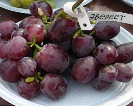 Description and subtleties of growing Everest grapes
