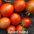 Pomidorų veislės Angelica savybių aprašymas