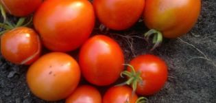 Kuvaus tomaatti Angelica -lajikkeen ominaisuuksista