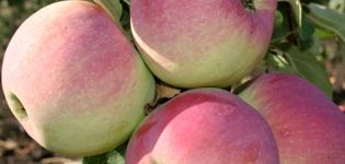 Beschrijving en kenmerken van appelrassen Versheid, subtiliteiten van aanplant en verzorging