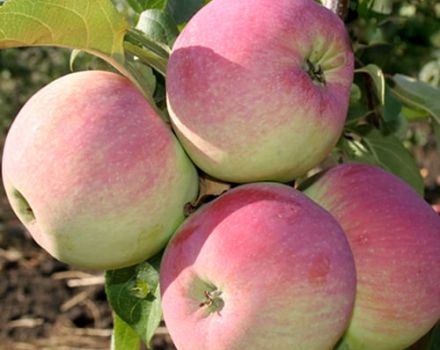 Opis a charakteristika odrody jabĺk Čerstvosť, jemnosť výsadby a starostlivosť o ne