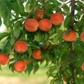 The best peach varieties for growing in Central Russia, planting and care