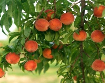 Labākās persiku šķirnes audzēšanai Centrālajā Krievijā, stādīšanai un kopšanai
