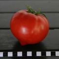 Beschrijving van het tomatenras Perun f1, kenmerken van teelt en verzorging