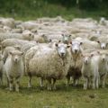 Johtavia maita lampaankasvatuksessa ja joissa tätä alaa kehitetään, joissa karjankasvatusta on enemmän