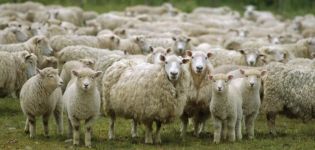 Toonaangevende landen in de schapenfokkerij en waar deze industrie is ontwikkeld, waar meer vee is