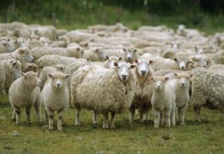 Paesi leader nell'allevamento di pecore e dove è sviluppata questa industria, dove c'è più bestiame