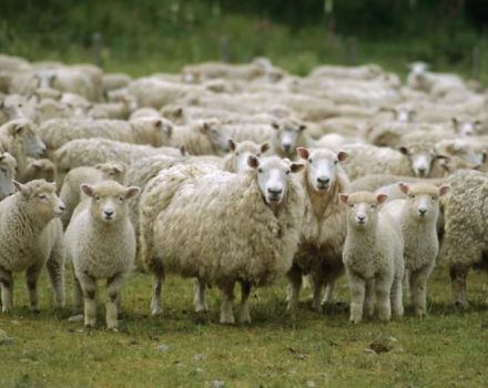 Toonaangevende landen in de schapenfokkerij en waar deze industrie is ontwikkeld, waar meer vee is