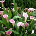 30 species and varieties of calla lilies, planting and care in the open field, growing in the garden