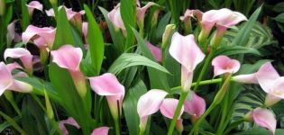 30 species and varieties of calla lilies, planting and care in the open field, growing in the garden