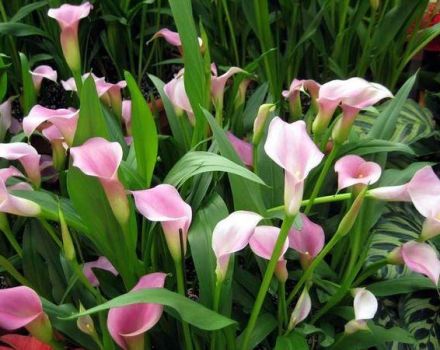 30 soorten en variëteiten van calla lelies, planten en verzorgen in het open veld, groeien in de tuin