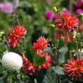 Growing, planting and caring for dahlias in the open field