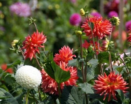 Growing, planting and caring for dahlias in the open field