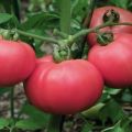 Tomaattilajikkeen Love F1 kuvaus ja ominaisuudet