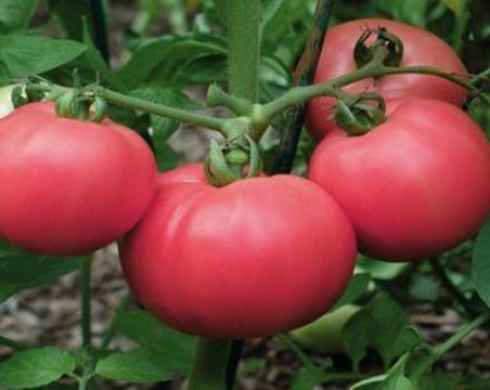 Tomaattilajikkeen Love F1 kuvaus ja ominaisuudet