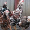 Description and characteristics of Oryol chickens, breed keeping rules
