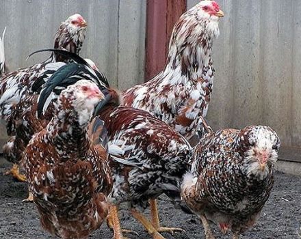 Опис и карактеристике Ориол пилића, правила држања пасмине