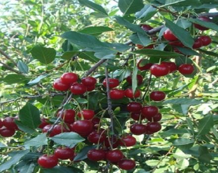 Características de las variedades de cereza de la selección de Saratov Rashtka, ventajas y desventajas.
