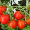 סקירה של זני עגבניות סופר-קובע לחממות ולשדה הפתוח